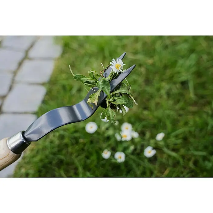 Kent & Stowe Fugenkratzer Carbon Steel - Länge: 31 cm, Stahl - Nahaufnahme eines Unkrautstechers, der Unkraut aus einem Rasen mit Gänseblümchen entfernt, Werkzeug für die Gartenarbeit.