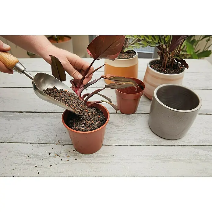 Westland Pflanzgranulat Por Universal - 6 l - Eine Hand befüllt einen Topf mit einer Philodendron-Pflanze mithilfe einer Schaufel mit Erde, umgeben von weiteren Töpfen.