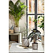 Seramis Pflanzgranulat Topper (1 l, Graphite) | BAUHAUS