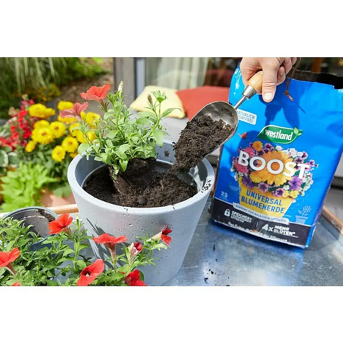 Westland Blumenerde Boost - 25 l, Torffrei - Blumentopf wird mit Westland Boost Universal Blumenerde befüllt, um eine neue Pflanze einzusetzen. Ideal für Balkon- und Terrassenbepflanzung.