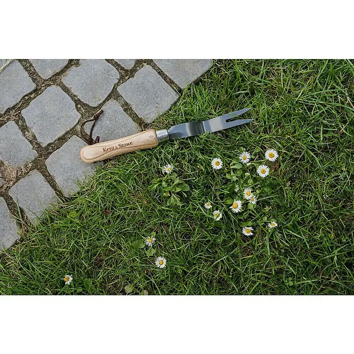 Kent & Stowe Fugenkratzer Carbon Steel - Länge: 31 cm, Stahl - Nahaufnahme eines Kent & Stowe Unkrautstechers mit Holzgriff auf Gras mit Gänseblümchen neben Pflastersteinen.