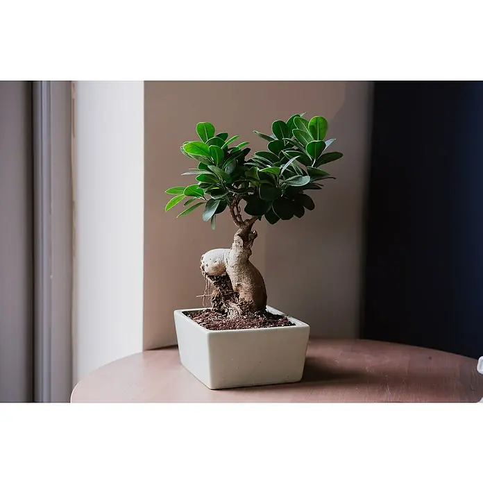 Westland Bonsaierde - 4 l, Torffrei - Dieser bezaubernde Bonsai-Baum, präsentiert in einem weißen Topf, verleiht jeder Einrichtung einen Hauch von natürlicher Eleganz und Ruhe.