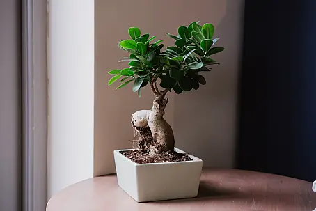 bonsai led lampe LED Baum Lampe | Jetzt erhellen mit stilvollem Bonsai Licht main image 0