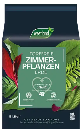 zimmerpflanze ufopflanze Pilea peperomioides | Glückstaler