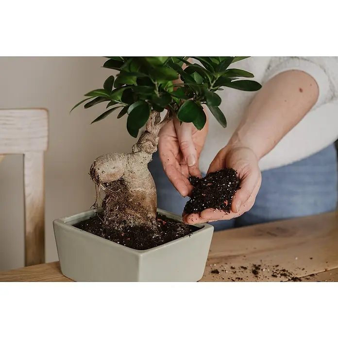 Westland Bonsaierde - 4 l, Torffrei - Ein Gensing-Bonsai-Baum wird in einen Topf umgepflanzt. Die Hände einer Person gießen frische Erde in den Topf, um das Wachstum des Bonsais zu unterstützen.
