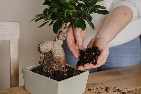 morini bonsai SUPERthrive Bonsai-Pro 7-9-5 Plant Food, 32 oz main image 0