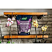 Westland Orchideenerde (4 l, Torffrei) | BAUHAUS