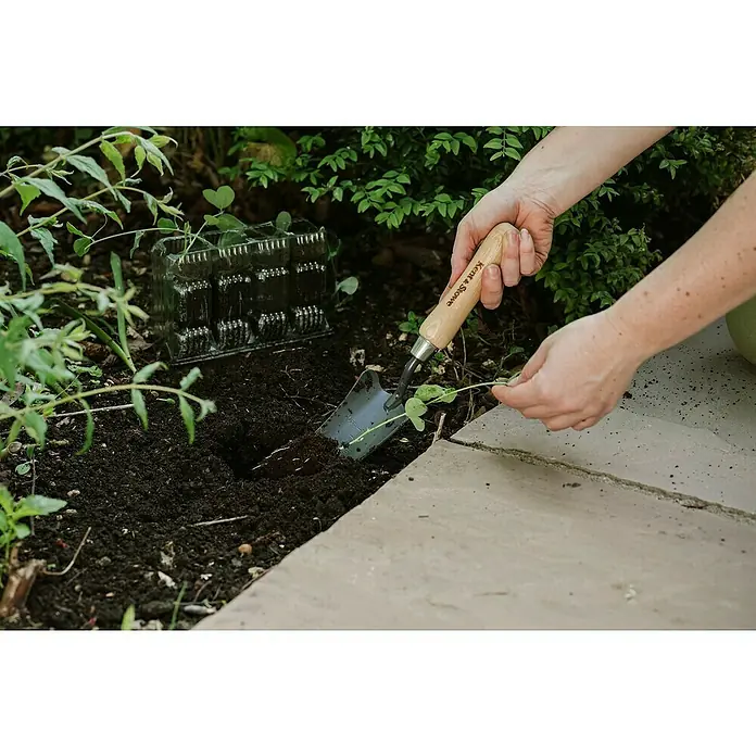 Kent & Stowe Pflanzkelle Carbon Steel - Länge: 33,5 cm - Nahaufnahme von Händen, die eine Kent & Stowe Pflanzkelle mit Holzgriff beim Einpflanzen einer Pflanze in den Garten benutzen.