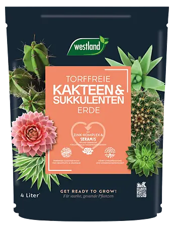 kaktus baum kaufen Cactus Euphorbia (M) kaufen? | Bob