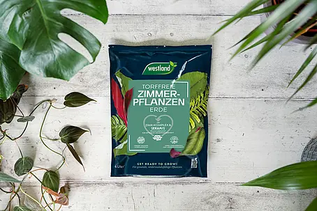 syngonium variegata Syngonium podophyllum Aurea variegata - Arrowhead Plant