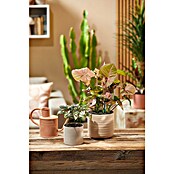 Seramis Pflanzgranulat Topper (1 l, Dark Shadow) | BAUHAUS