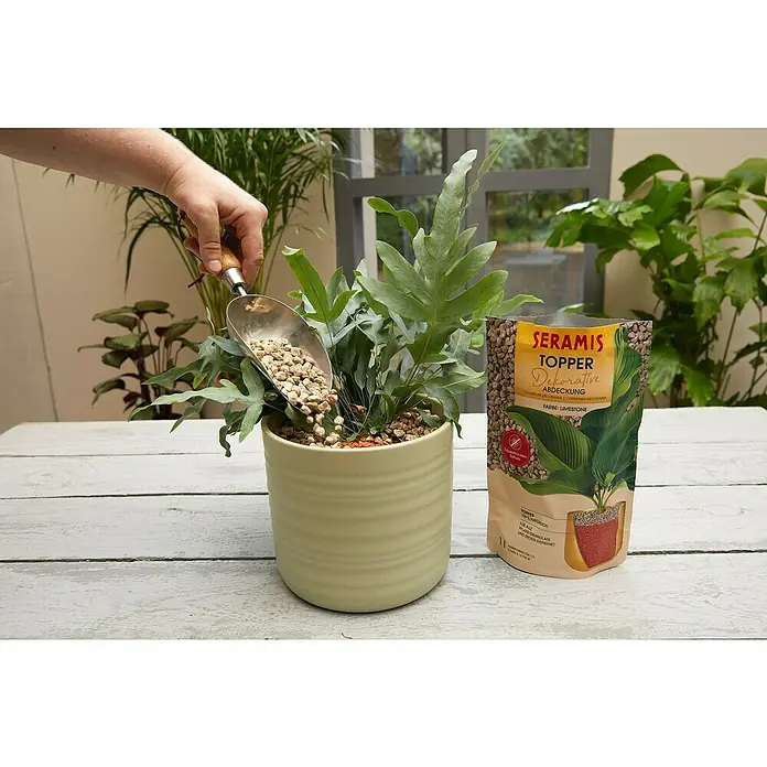 Seramis Pflanzgranulat Topper - 1 l, Limestone - Seramis Topper Dekorative Abdeckung Kalkstein wird in einen Topf mit einer grünen Pflanze gegeben, um Feuchtigkeit zu schützen.