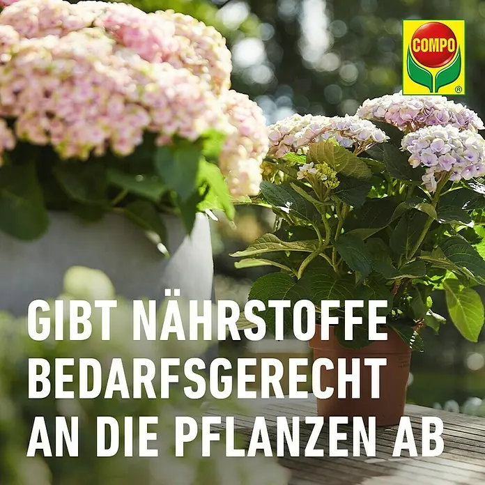 Compo Langzeitdünger Rhododendron - 850 g - COMPO Dünger versorgt Pflanzen bedarfsgerecht mit Nährstoffen, für üppige Blüten und gesundes Wachstum.