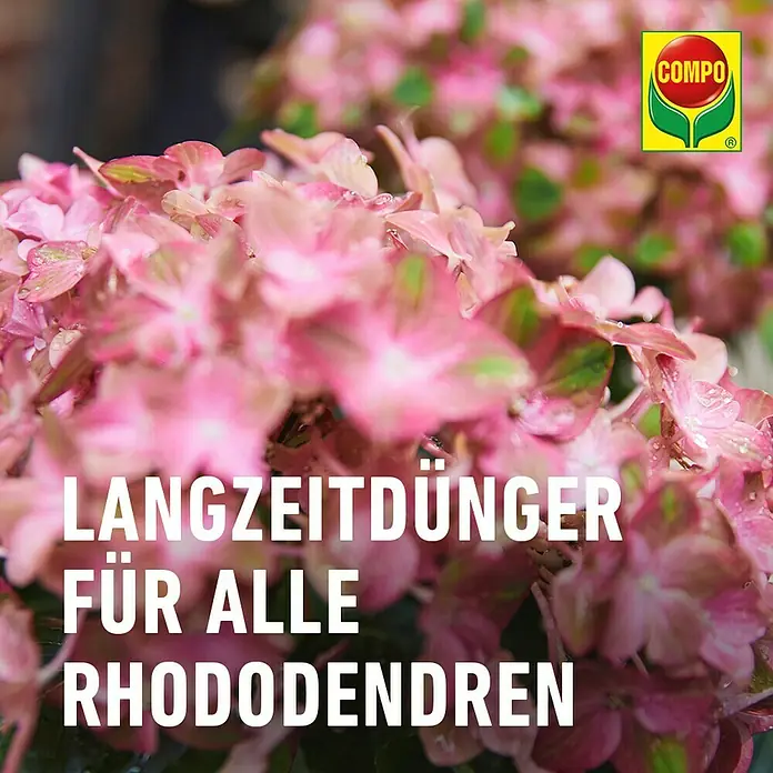 Compo Langzeitdünger Rhododendron - 850 g - Nahaufnahme von Rhododendren mit COMPO Langzeitdünger.