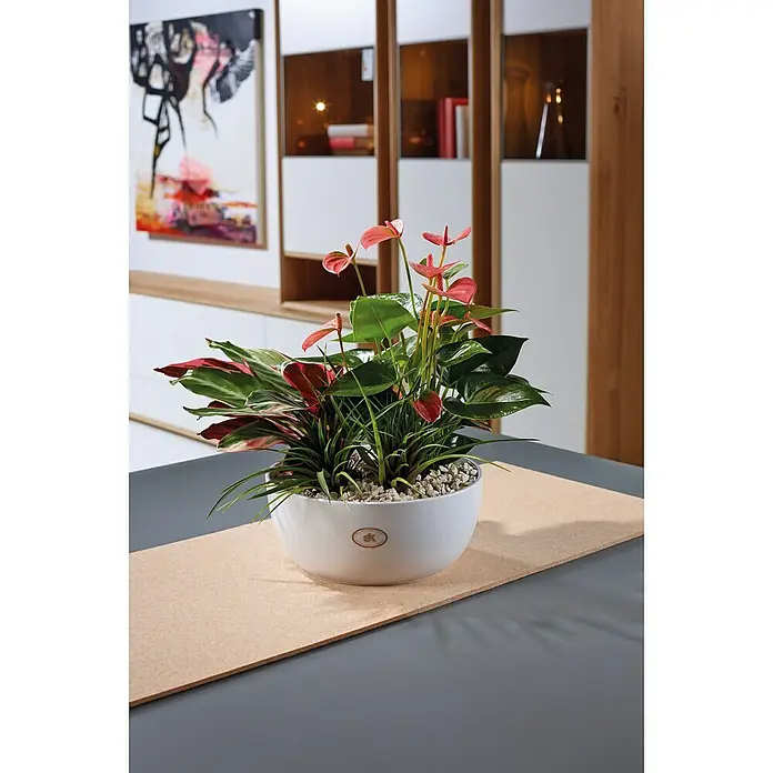 Soendgen Keramik Pflanzschale rund Basel - Außenmaß (Ø x H): 20 x 9 cm, Keramik, Weiß - Elegantes Arrangement mit Anthurien und Grünpflanzen in einer stilvollen weißen Schale auf einem Tisch.