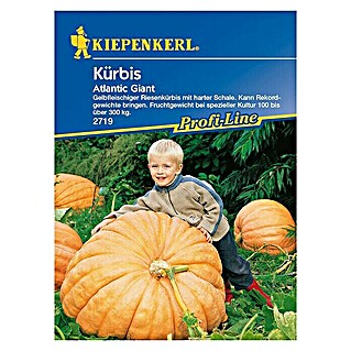 Kiepenkerl Profi-Line Gemüsesamen Kürbis Atlantic Giant (Cucurbita moscata, Erntezeit: August)