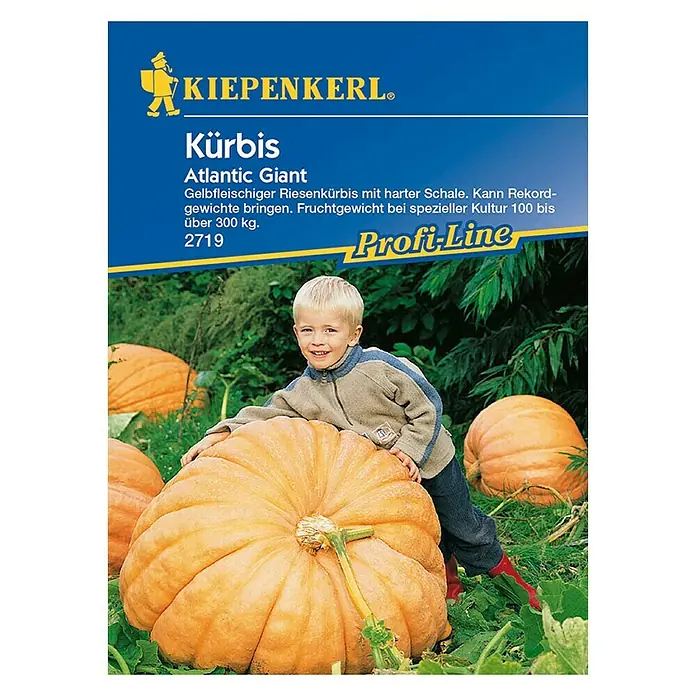 Kiepenkerl Profi-Line Gemüsesamen Kürbis Atlantic Giant - Cucurbita moscata, Erntezeit: August - Sämerei Kiepenkerl Kürbis Atlantic Giant: Gelbfleischiger Riesenkürbis, der Rekordgewichte erzielen kann. Fruchtgewicht 100 bis über 300 kg.