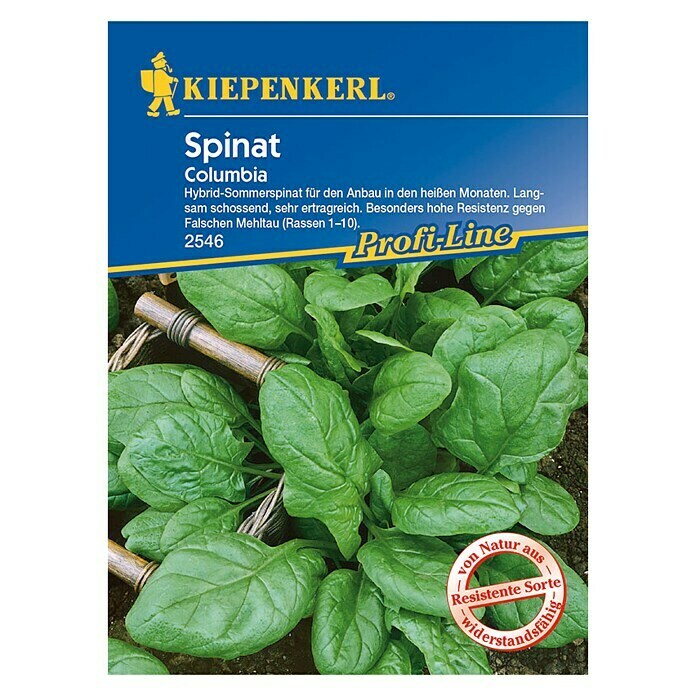 Kiepenkerl Profi-Line Spinat Columbia (Spinacia oleracea, Inhalt ausreichend für ca.: 6 m)