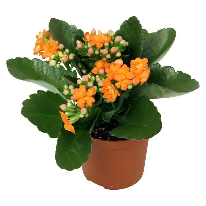 Piardino Flammendes Käthchen Mini (Kalanchoe blossfeldiana, Topfgröße: 7 cm, Orange)