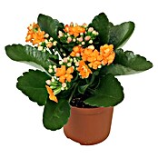 Piardino Flammendes Käthchen Mini (Kalanchoe blossfeldiana, Topfgröße: 7 cm, Orange)