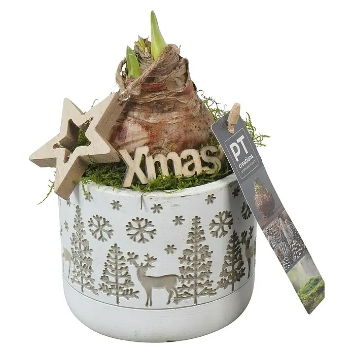 Piardino Adventsarrangement Weihnachten Indoor - in verschiedenen Farbausführungen - Dekorative Amaryllis-Zwiebel im weißen Topf mit Weihnachtsmotiv, ideal für die festliche Dekoration Ihres Zuhauses.