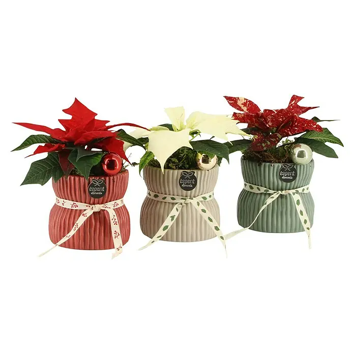 Piardino Adventsarrangement Adventsstern - in verschiedenen Ausführungen, Topfgröße: 8 cm - Drei Weihnachtsstern-Arrangements in Rot, Weiß und Rot-Weiß gesprenkelt, mit dekorativen Übertöpfen und festlichen Schleifen.