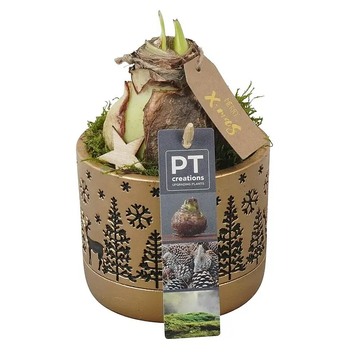 Piardino Adventsarrangement Weihnachten Indoor - in verschiedenen Farbausführungen - Festlicher Amaryllis im goldenen Topf mit Wintermotiven und einem "Merry X-mas" Anhänger. Eine zauberhafte Weihnachtsdekoration.