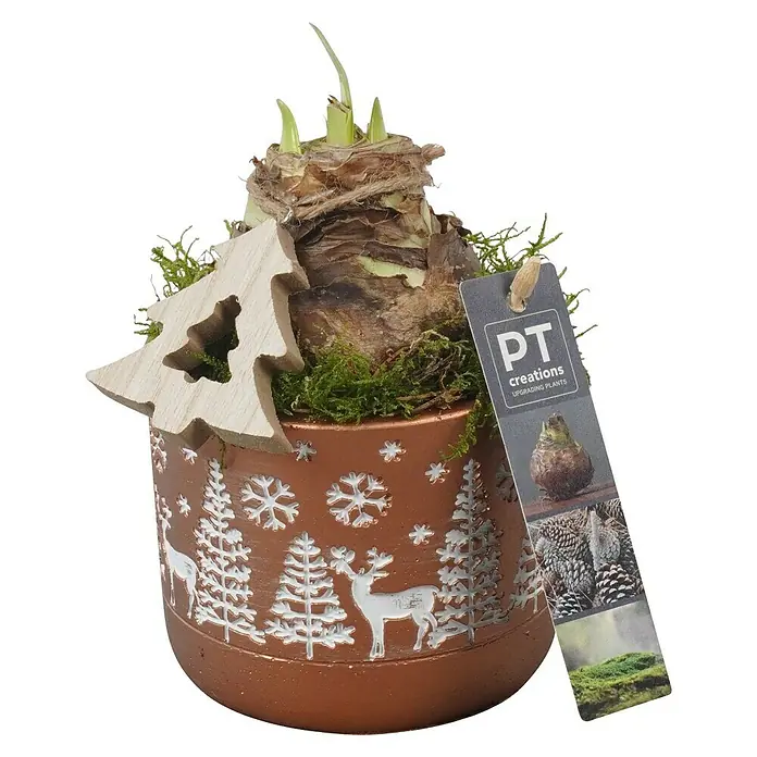 Piardino Adventsarrangement Weihnachten Indoor - in verschiedenen Farbausführungen - Festlicher Amaryllis-Zwiebel-Topf mit Wintermotiven und Holzdeko, ideal für die Weihnachtszeit. Pflanze im Topf mit weihnachtlichen Details.