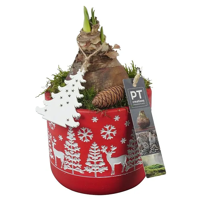 Piardino Adventsarrangement Weihnachten Indoor - in verschiedenen Farbausführungen - Weihnachts-Blumengesteck mit rotem Übertopf, verziert mit Wintermotiven und Naturdeko für festliche Stimmung.