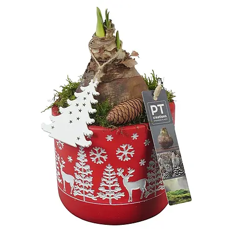 Piardino  Adventsarrangement Weihnachten Indoor