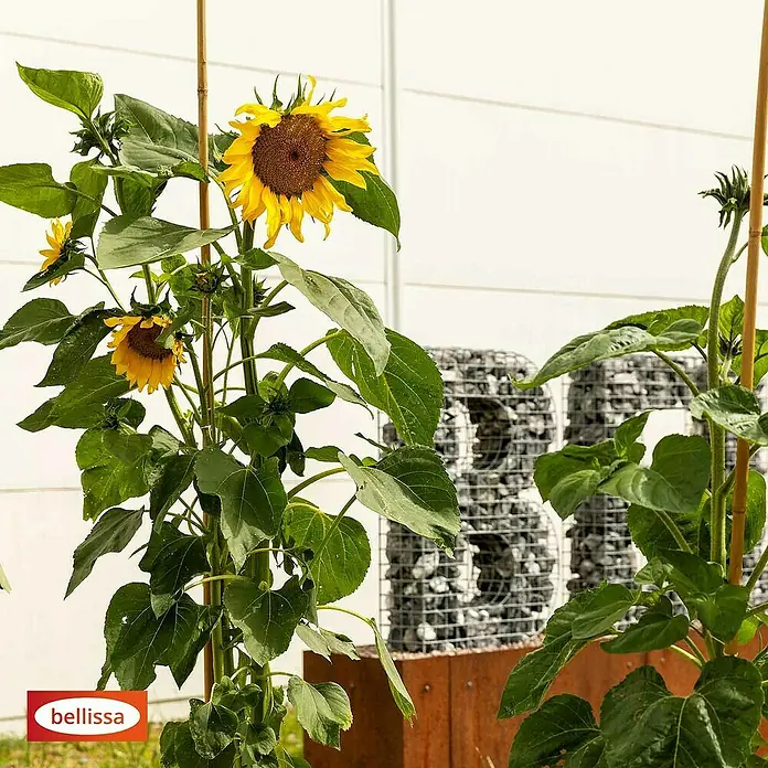 Bellissa Bambusstab - Ø x L: 1,2 x 180 cm - Sonnenblumen in voller Blüte, gestützt durch Bambusstäbe, mit dem Bellissa-Logo im Vordergrund. Die Pflanzen stehen vor einer Gabionenwand.