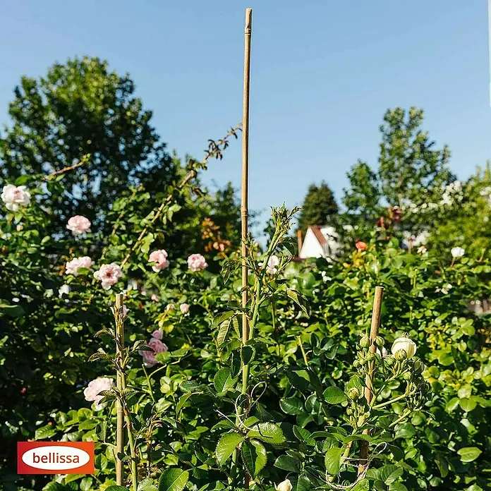 Bellissa Bambusstab - Ø x L: 1,2 x 180 cm - Das Bild zeigt Rosenpflanzen, die an Bambusstäben befestigt sind, um sie beim Wachsen zu unterstützen. Ideal für den Garten!