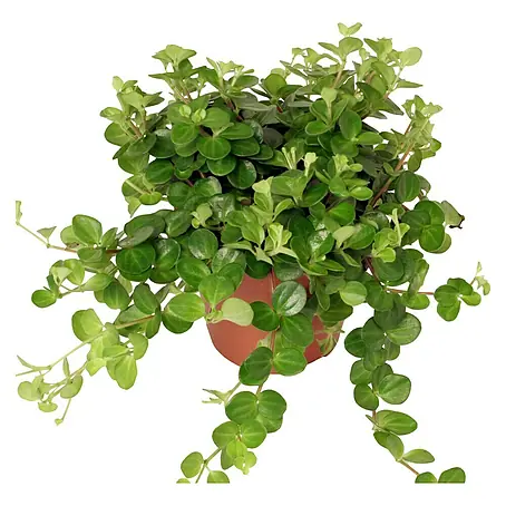 Piardino  Peperomia