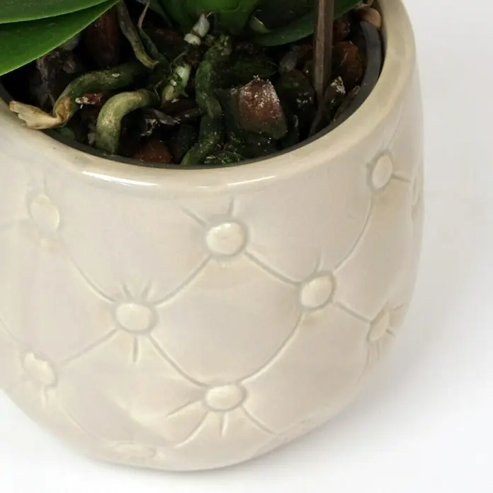 Piardino Orquídea mariposa - Phalaenopsis Hybride 'centro', Tamaño de maceta: 12 cm, Dependiendo de la variedad, Número de brotes: 2 ud., En posición vertical - Primer plano de una planta en maceta en una jardinera de color crema con diseño acolchado, decoración sutil y raíces visibles.