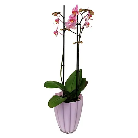 Piardino Orquídea mariposa