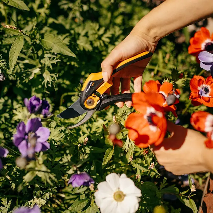 Fiskars Plus Gartenschere P541 - Bypass, Max. Aststärke: 24 mm - Nahaufnahme einer Hand, die eine Fiskars Gartenschere benutzt, um bunte Anemonenblüten in einem Garten zu schneiden.