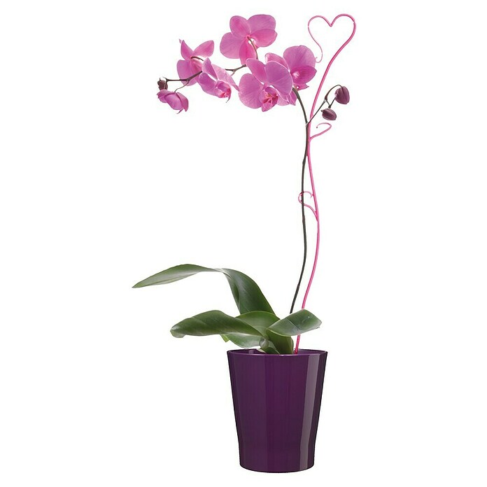 Soendgen Keramik Lonec za orhideje Merina  (Zunanje dimenzije (Ø x V): 13 x 15 cm, Keramika, Vijolična, Sijaj) | 8450 - Übertoepfe Keramik | IAKA - Gefäße Indoor | IAK - Gefässe,Deko outdoor, Zeitschriften | IA - Gartenhartware | I - Stadtgarten | BAUHAUS