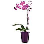 Soendgen Keramik Lonec za orhideje Merina  (Zunanje dimenzije (Ø x V): 13 x 15 cm, Keramika, Vijolična, Sijaj) | 8450 - Übertoepfe Keramik | IAKA - Gefäße Indoor | IAK - Gefässe,Deko outdoor, Zeitschriften | IA - Gartenhartware | I - Stadtgarten | BAUHAUS