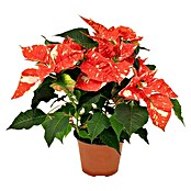 Weihnachtsstern (Euphorbia pulcherrima Sonora White Glitter, Topfgröße: 13 cm, Rot/Weiß)