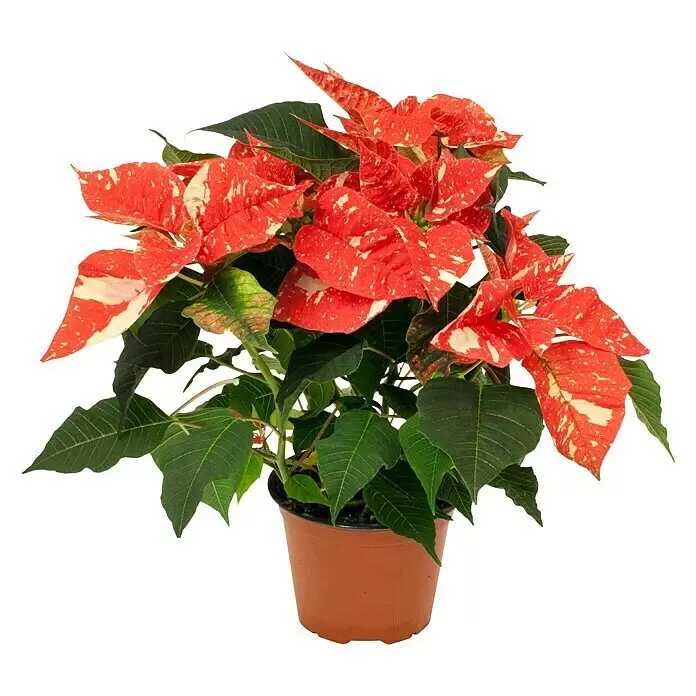 Piardino Weihnachtsstern - Euphorbia pulcherrima Sonora White Glitter, Rot/Weiß, Topfgröße: 13 cm - Rot-weiß gefleckte Poinsettie im braunen Topf.