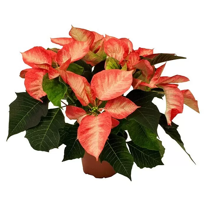 Piardino Weihnachtsstern - Euphorbia pulcherrima Ice Crystal, Topfgröße: 13 cm, Rosa - Vorderansicht