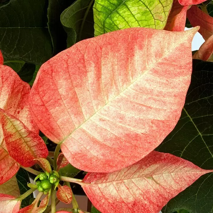 Piardino Weihnachtsstern - Euphorbia pulcherrima Ice Crystal, Topfgröße: 13 cm, Rosa - Detailaufnahme