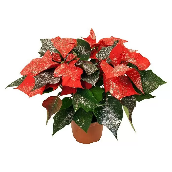 Piardino Weihnachtsstern - Euphorbia pulcherrima, Topfgröße: 11 cm, Rot/Silberglitter - Topf-Weihnachtsstern mit rot-grün glitzernden Blättern im braunen Topf.