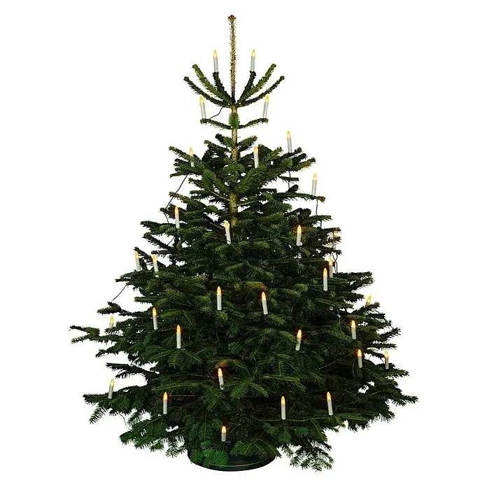 Piardino Abeto de Normandía 125 - 150 - Abies nordmanniana - Un árbol de Navidad tradicional, adornado con velas clásicas que emiten una luz cálida.