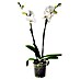 Piardino Orquídea mariposa 
