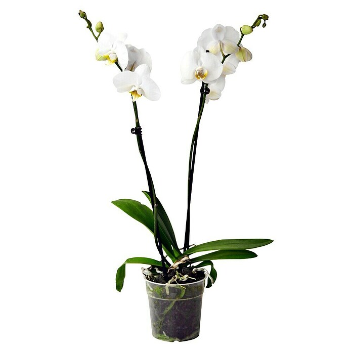 Piardino Orquídea mariposa (Phalaenopsis Hybriden, Tamaño de maceta: 15 cm, Blanco, Número de brotes: 2 ud., En posición vertical) | BAUHAUS