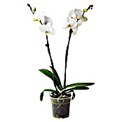 Piardino Orquídea mariposa (Phalaenopsis Hybriden, Tamaño de maceta: 15 cm, Blanco, Número de brotes: 2 ud., En posición vertical) | BAUHAUS