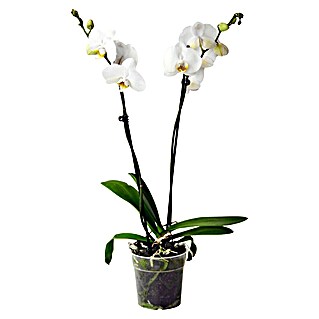 Piardino Orquídea mariposa (Phalaenopsis Hybriden, Tamaño de maceta: 15 cm, Blanco, Número de brotes: 2 ud., En posición vertical)