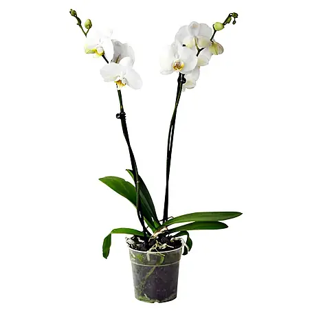 Piardino Orquídea mariposa