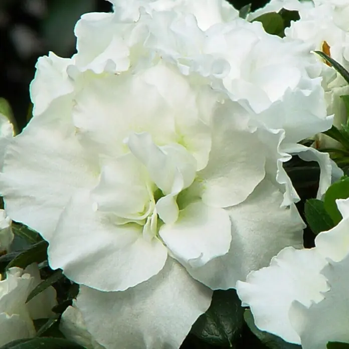 Piardino Zimmerazalee - Rhododendron simsii Long Life, Topfgröße: 12 cm, Weiß - Nahaufnahme einer strahlend weißen Azaleenblüte mit zarten, gewellten Blütenblättern und grünen Akzenten.